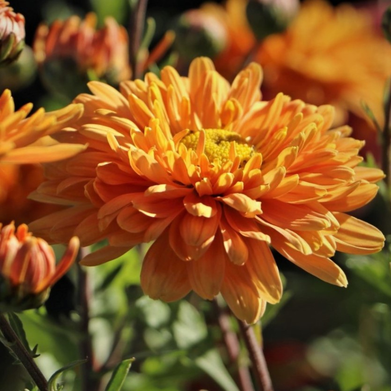 Chrysanthemum indicum Kleiner Bernstein - Vinterasters